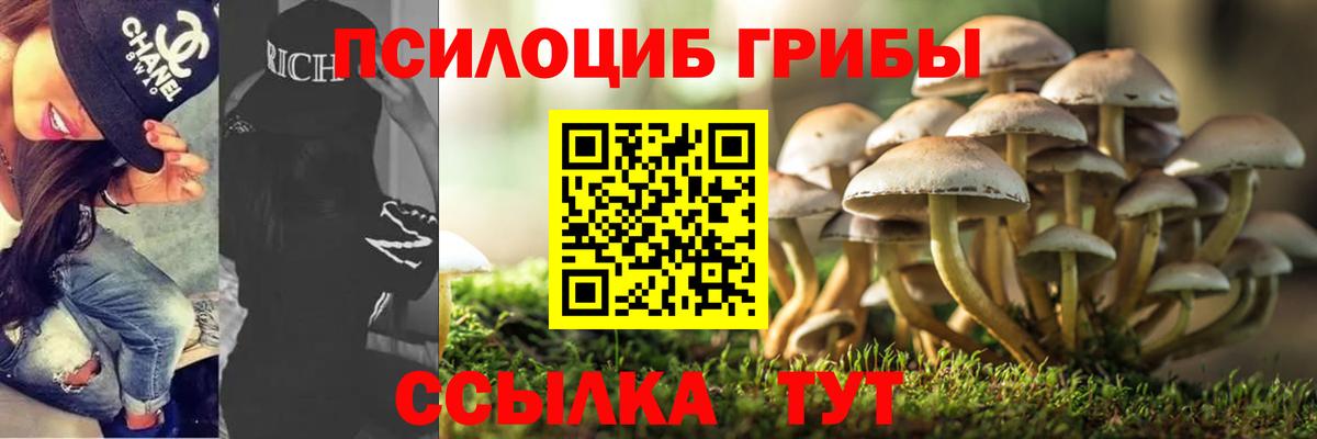 Череповец  хочу   Вход с VPN  Галлюциногенные грибы прущие грибы  Галлюциногенные грибы Psilocybe 